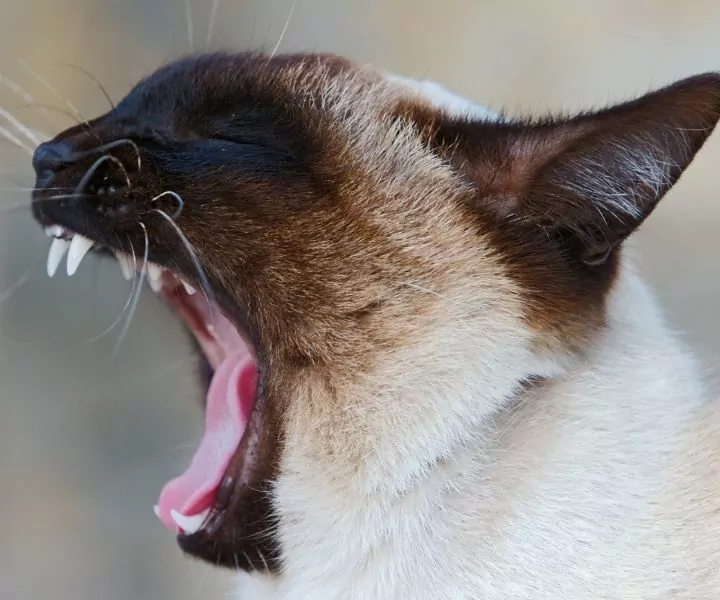 siamese cat coughing