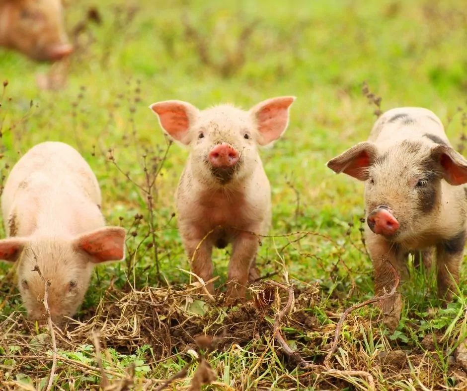 three pink piglets rooting in grass