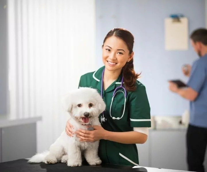 vet nurse posing with a white poodle