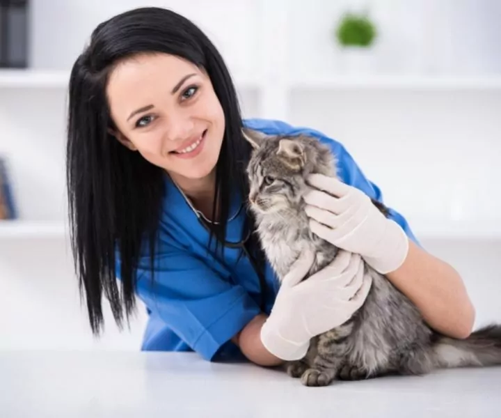 vet nurse examining a fluffy white and grey cat