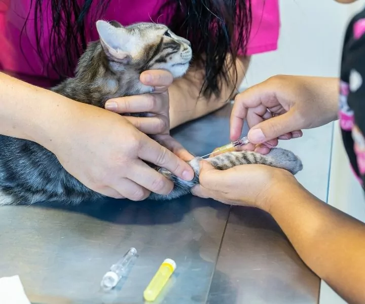 vet nurse holding a gray striped cat