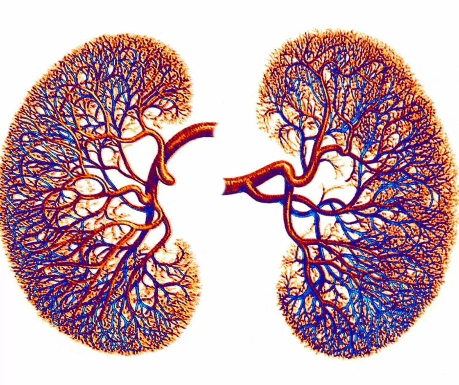 visual sketch of kidneys
