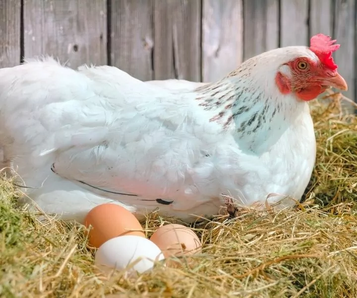 white hen sitting on chicken eggs