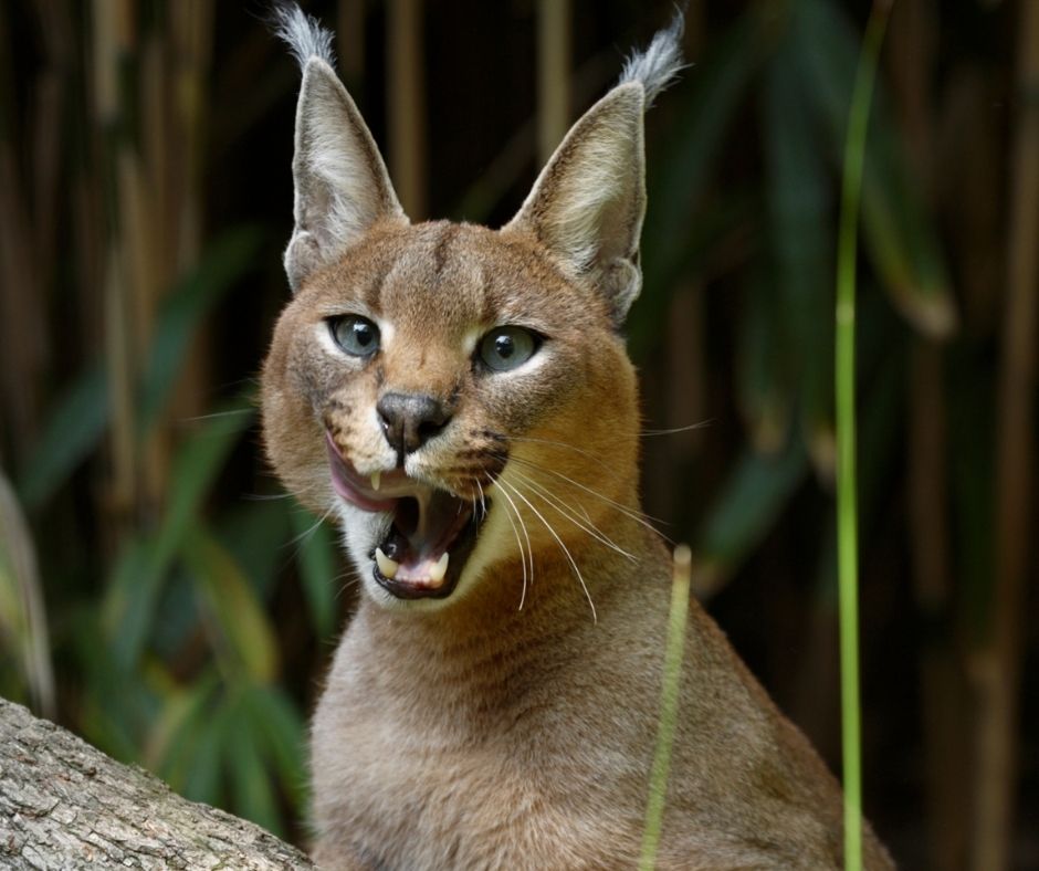 caracal in an enclosure at the Smitshonian zoo
