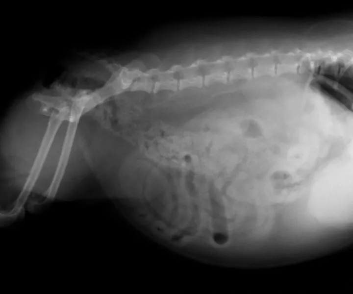 xray of dog with rounded abdomen