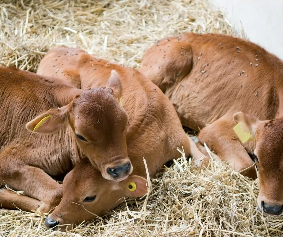 young born calves