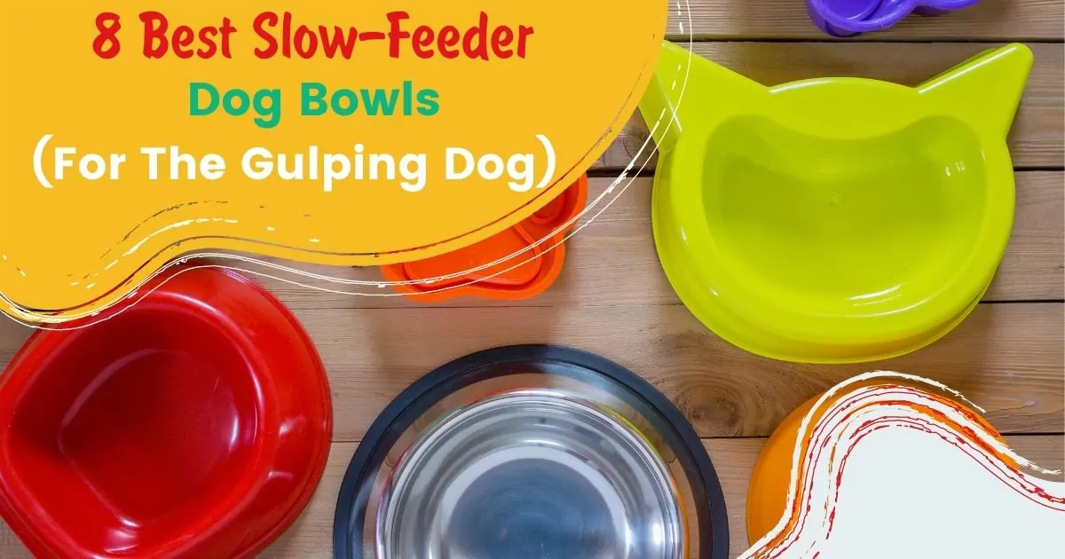best slow feeder dog bowl