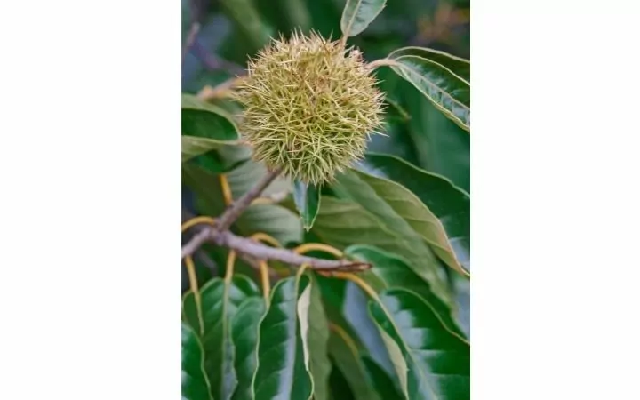 American Chestnut plant