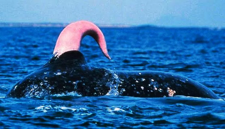 blue whale penis