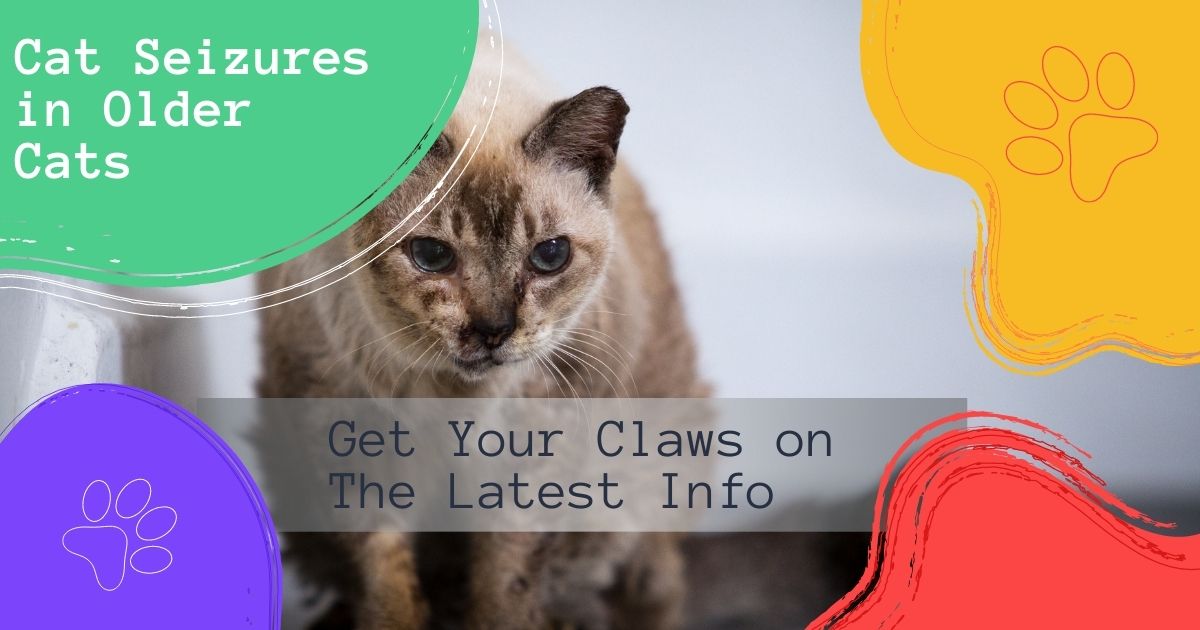 Cat Seizures in Older Cats