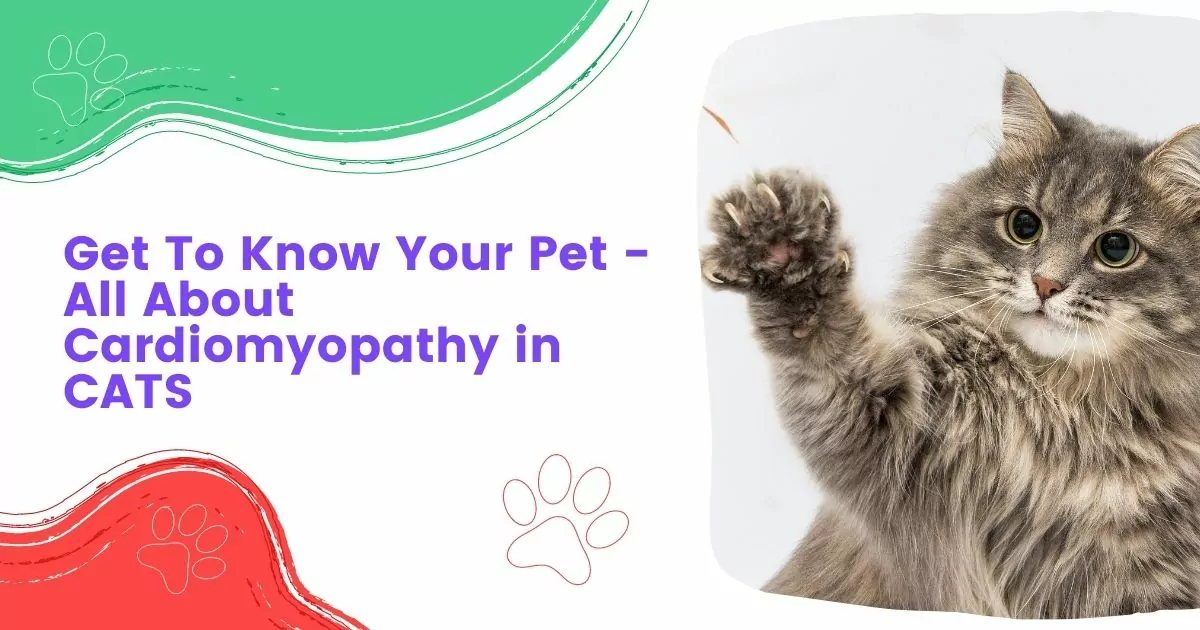 All About Cardiomyopathy in Cats