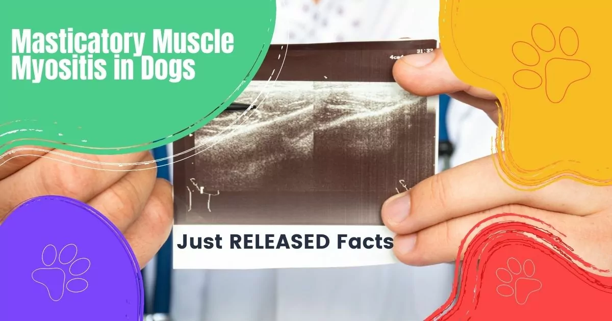 Miosite muscolare masticatoria nei cani