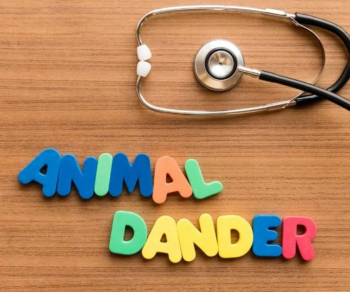 animal dander sign with veterinary stethoscope