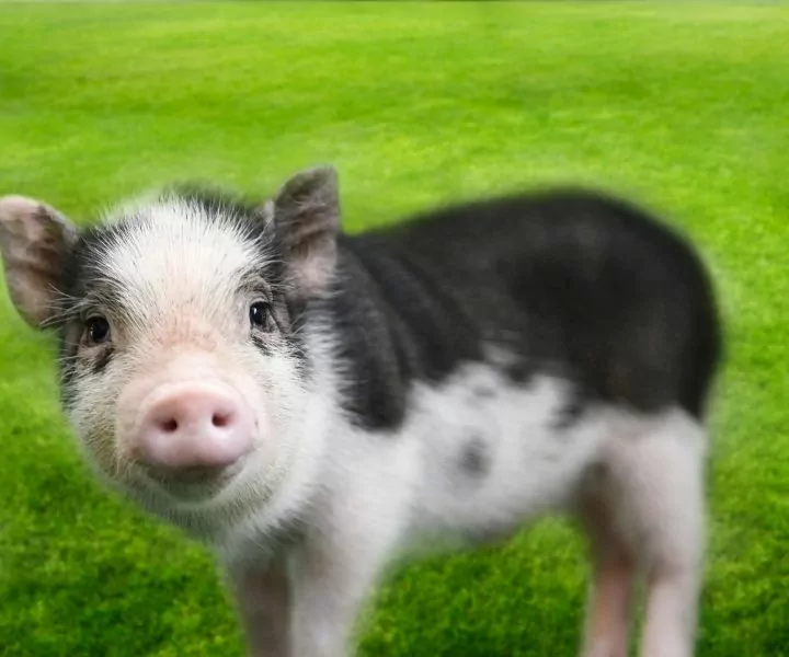 baby mini pig