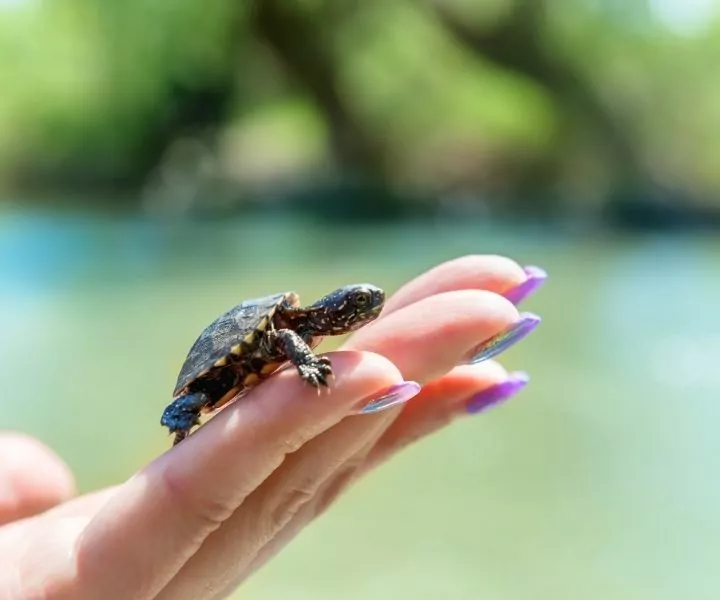 baby turtle on a womans fingers