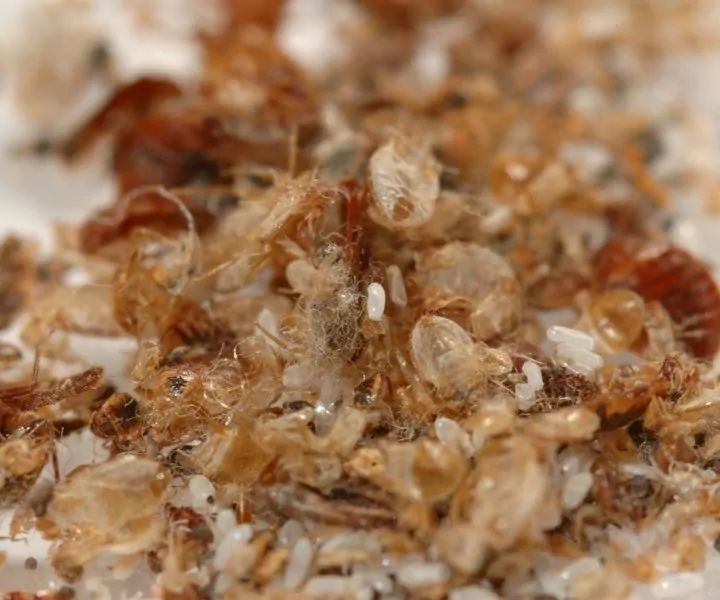 bed bugs and larvae up close