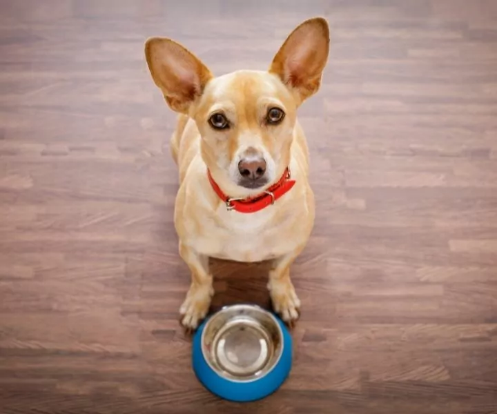 best slow-feeder dog bowl