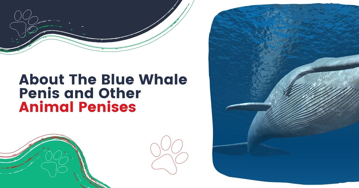 About The Blue Whale Penis and Other Animal Penises - I Love Veterinary