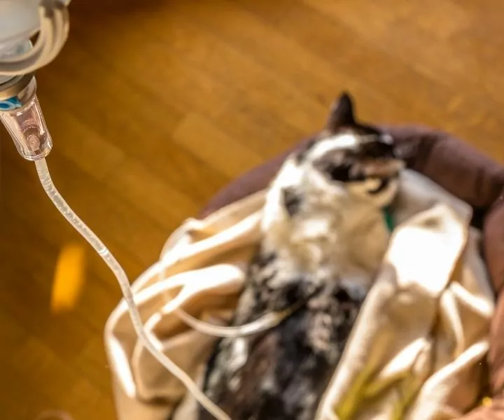 cat on intravenous fluid therapy