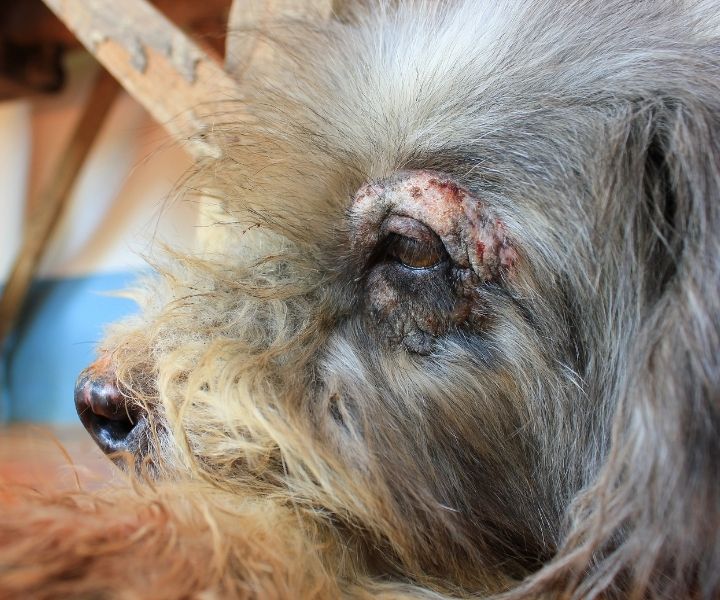 dog with dermatitis on eye