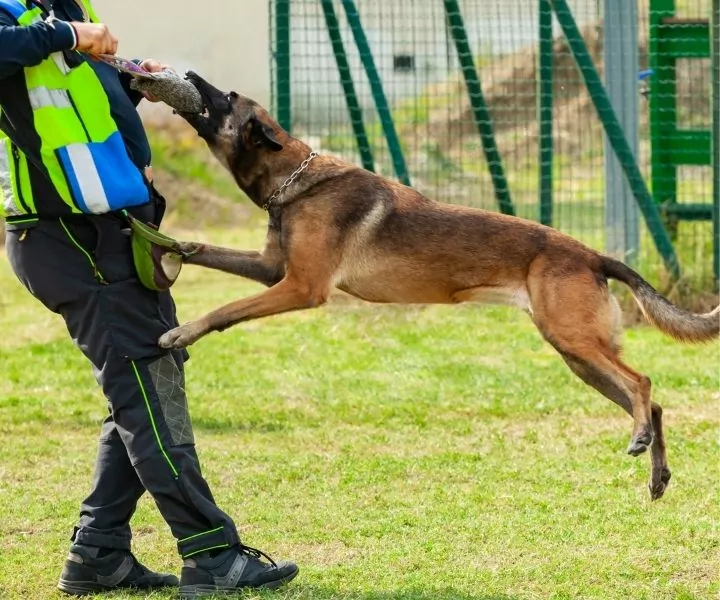 professional dog bite training