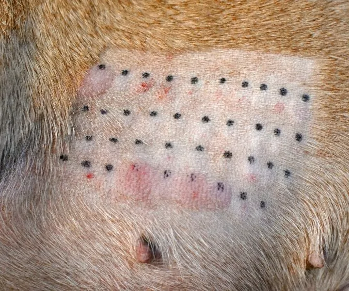 dog skin allergy testing