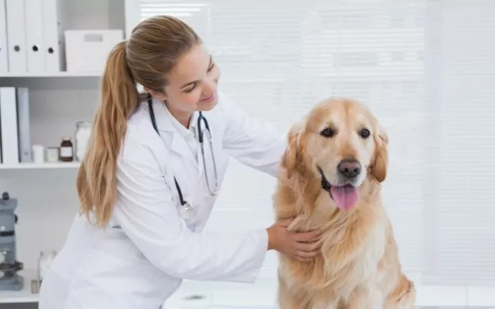 female veterinarian with Golden Retriever
