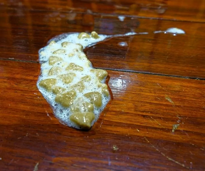 foamy cat vomit on a table