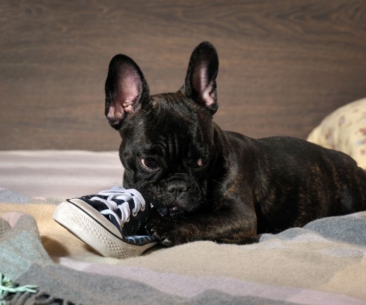 french bulldog puppy chewing an all star shoe