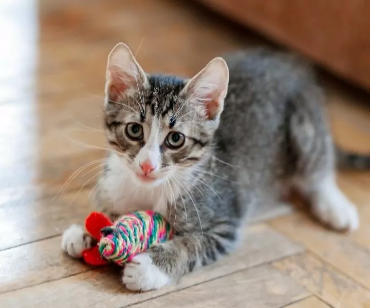 grey and white kitten playing with a toy mouse