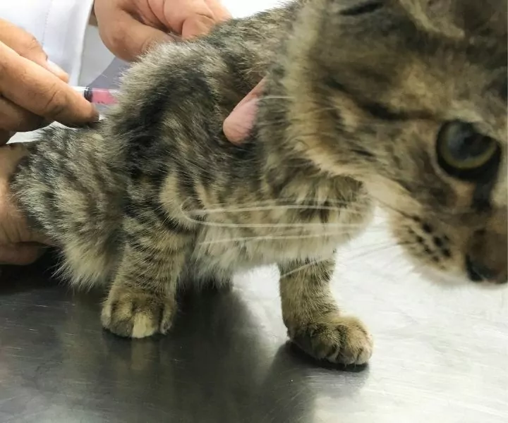 kitten receiving vaccination