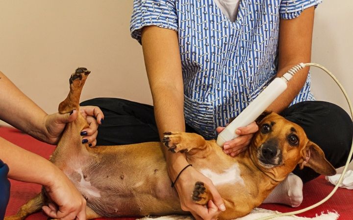 physical therapy for a dachshund