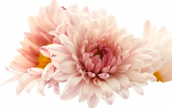pink Chrysanthemum
