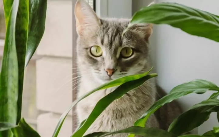 plants toxic to cats