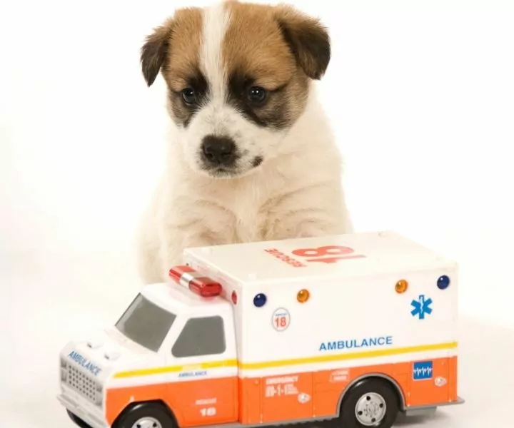 puppy with ambulance I Love Veterinary - Blog for Veterinarians, Vet Techs, Students