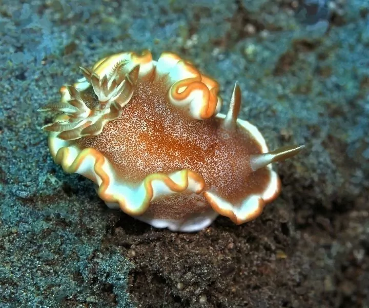 orange and white sea slug sitting on a coral reef
