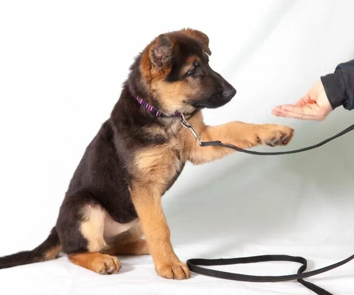 training alsation puppy
