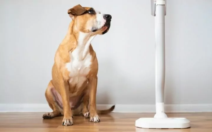 upright vacuum cleaner I Love Veterinary - Blog for Veterinarians, Vet Techs, Students
