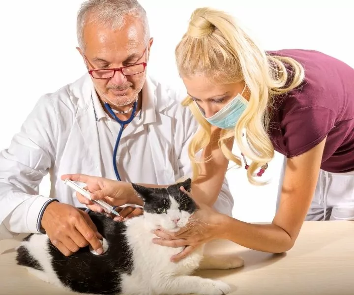 vaccination schedule for cats
