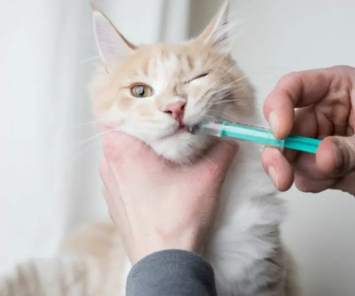 white cat receiving seizure medication via a syringe