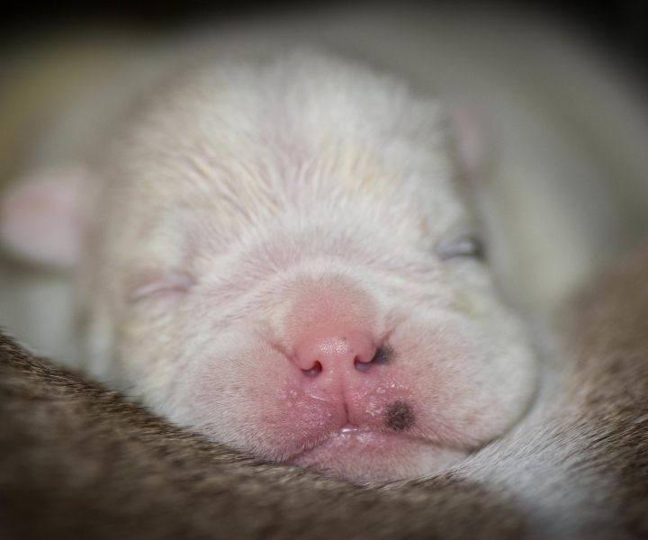 white new born puppy