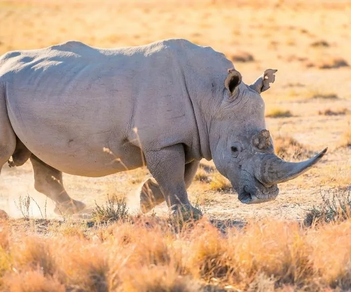 white rhino in the savannah I Love Veterinary - Blog for Veterinarians, Vet Techs, Students