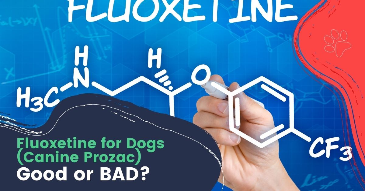 Fluoxetine for Dogs