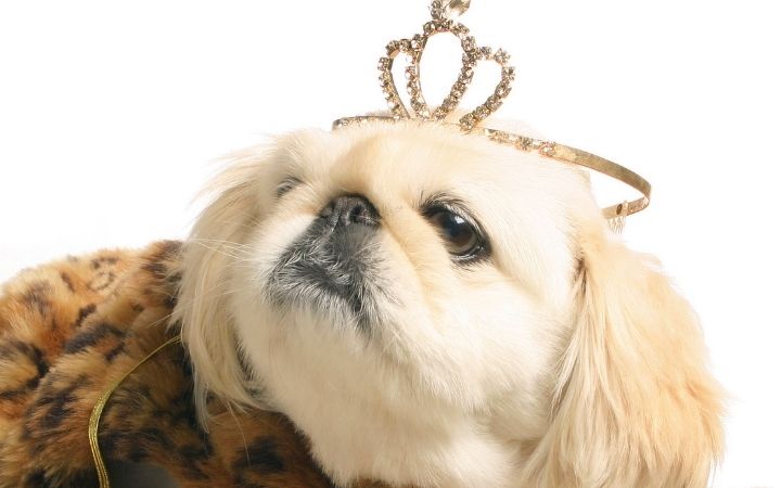 dog with tiara