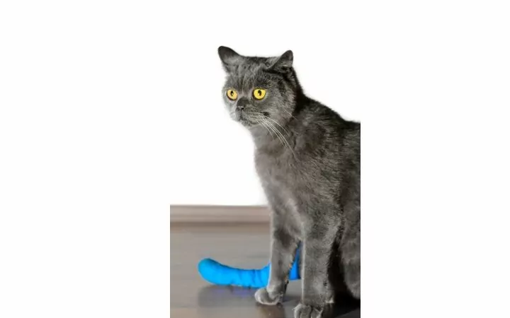 grey cat with blue cast on tail