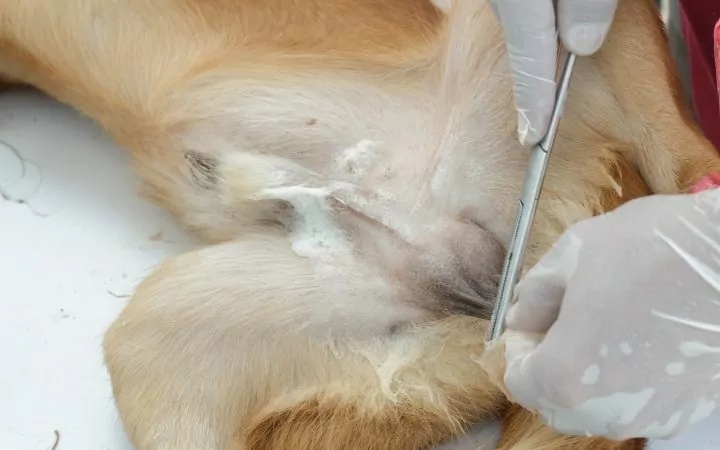male dog neuter procedure
