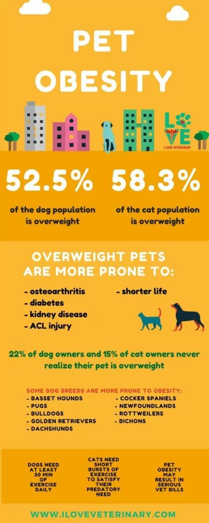pet obesity infographic