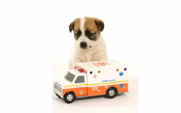 puppy with veterinary ambulance