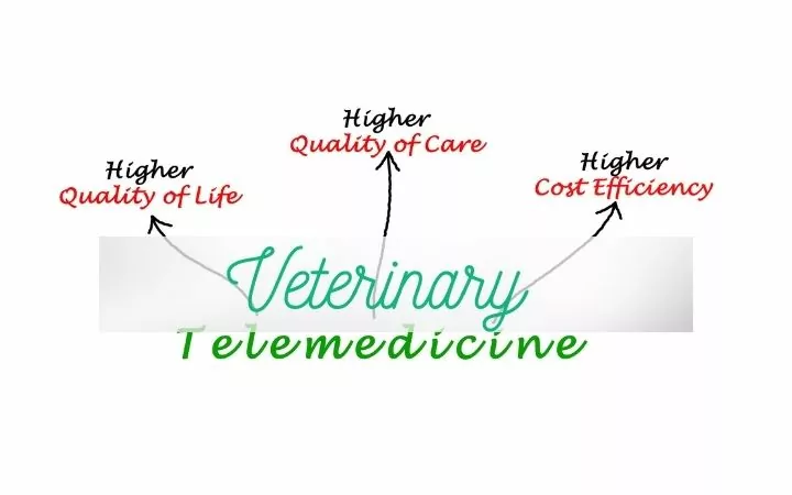 veterinary telemedicine