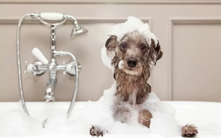 wet dog in the bath with bubbles